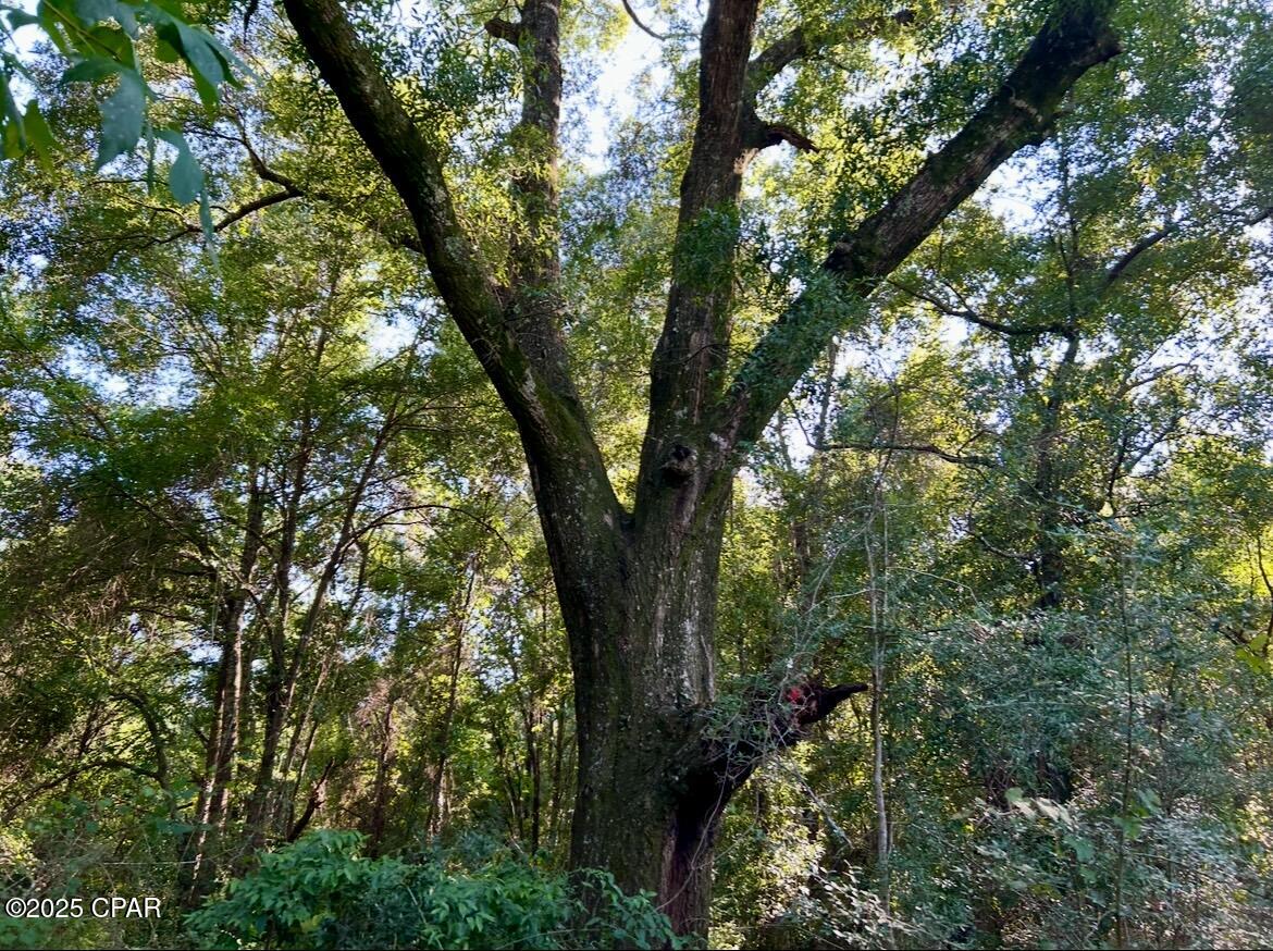 8645 Moores Mill Creek Road Baker, FL 32531 - Photo 26 of 38