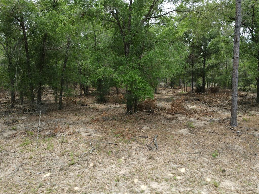 8123 North Yellowbird Avenue Hernando, FL 34442 - Photo 6 of 7 a view of a yard with trees