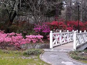 524 Kilarney Road Summerville, SC 29483 - Photo 54 of 60 Summerville's Beautiful Azalea Park - 3