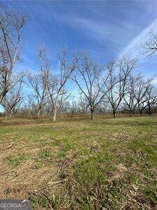 229 Hudson Road Fitzgerald, GA 31750 - Photo 14 of 16 a view of large trees with an outdoor space