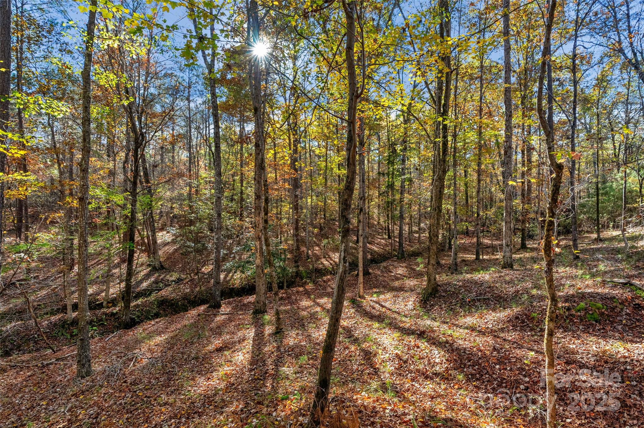 0 River Road, Unit 2 Ridgeway, SC 29130 - Photo 11 of 25 a view of a forest with trees