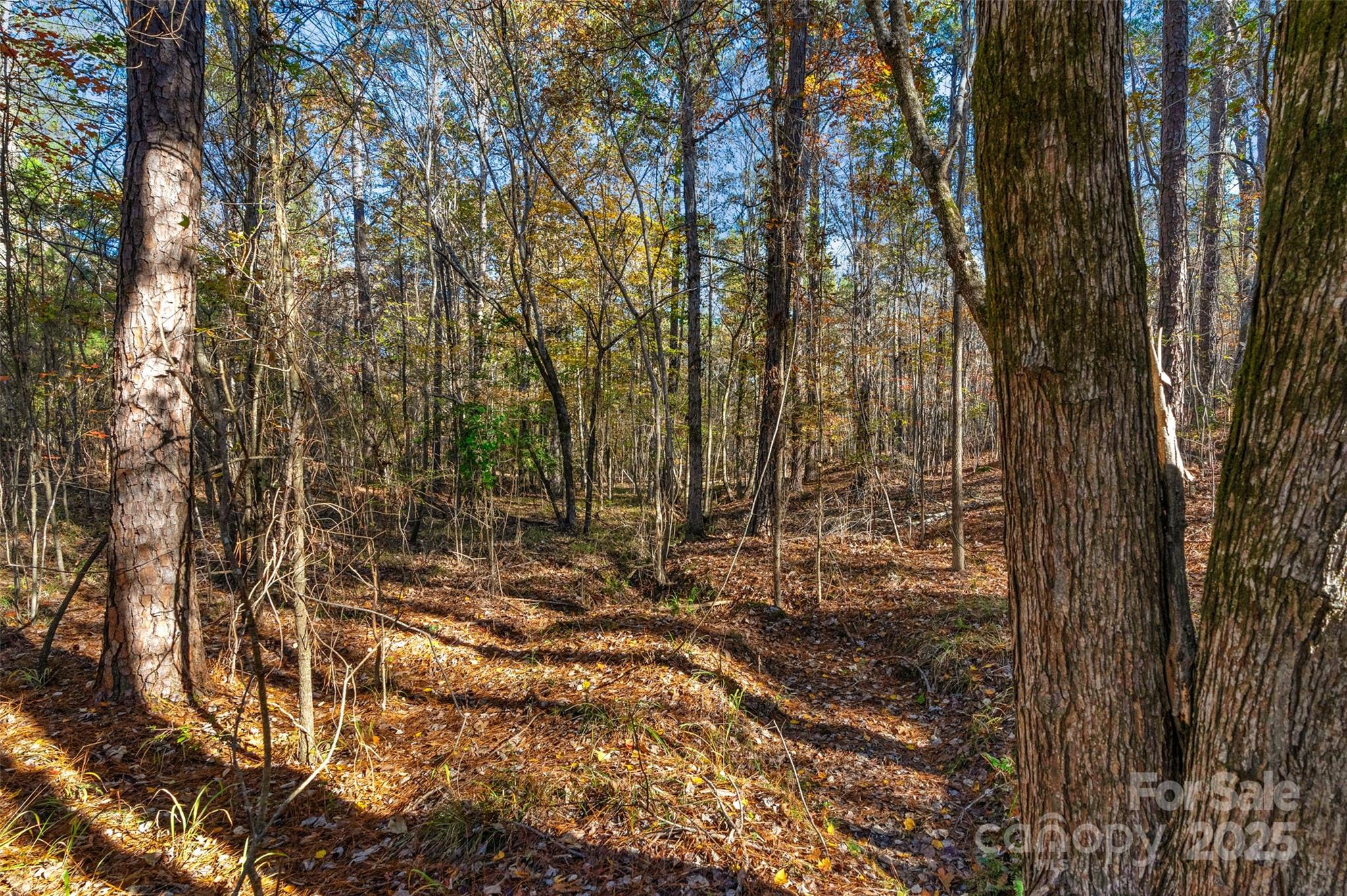 0 River Road, Unit 2 Ridgeway, SC 29130 - Photo 20 of 25 a view of a yard with large trees