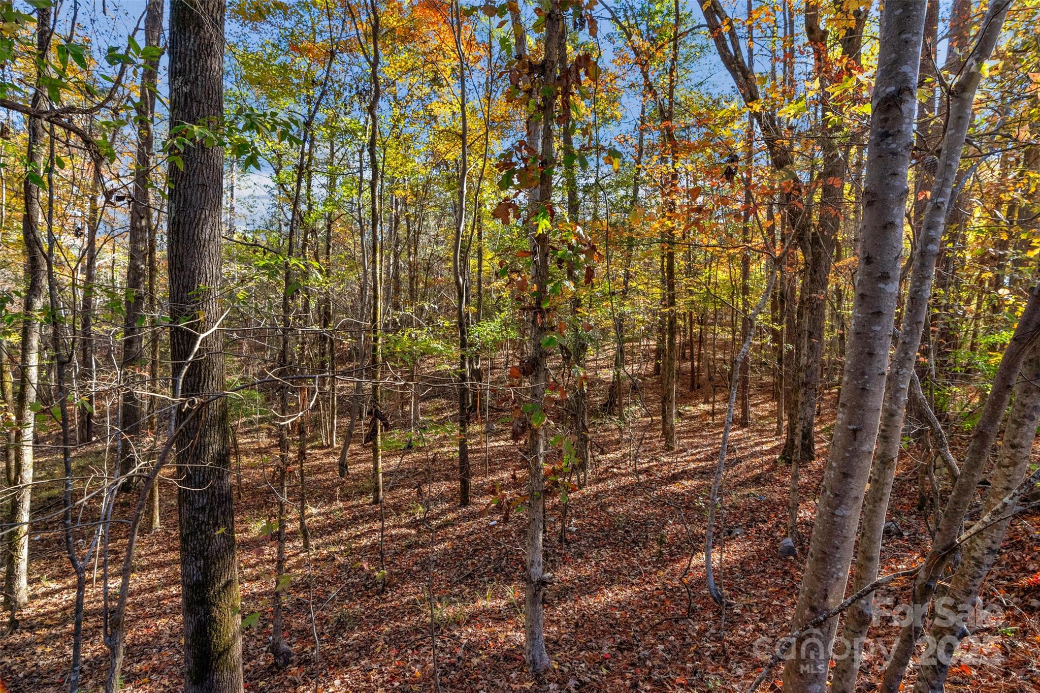 0 River Road, Unit 2 Ridgeway, SC 29130 - Photo 23 of 25 a view of a yard