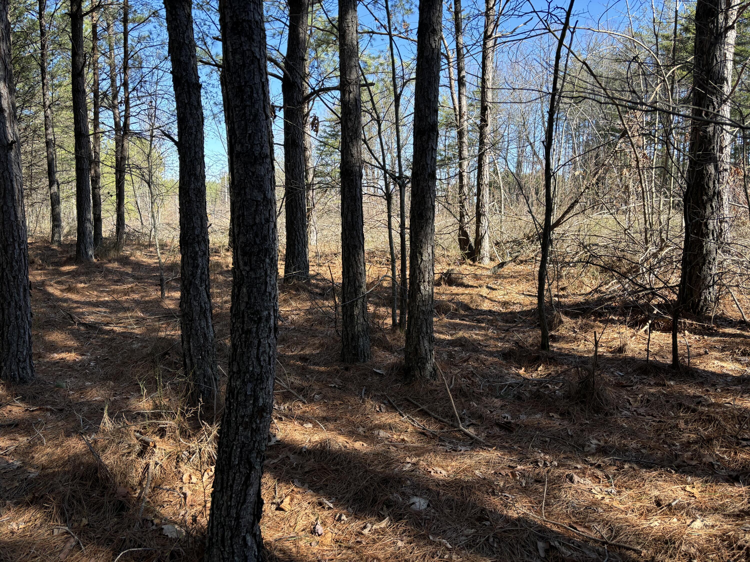 Photo Feb 24 2025, 11 15 29 AM - Copy