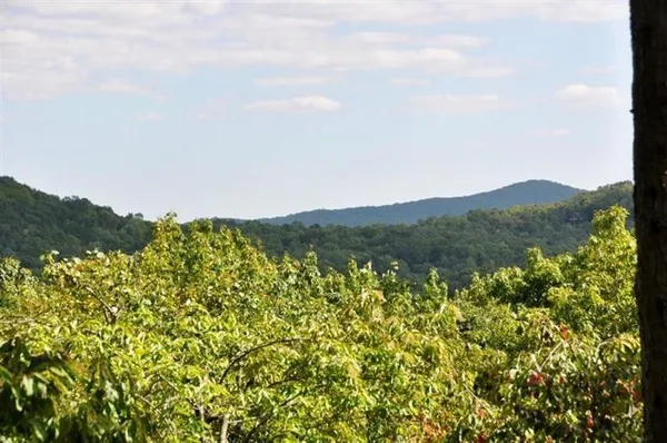 a view of a large body of water with lots of bushes