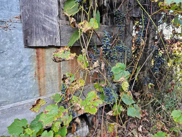 $594,900 | N459 County Rd U, Weyauwega, WI 54983