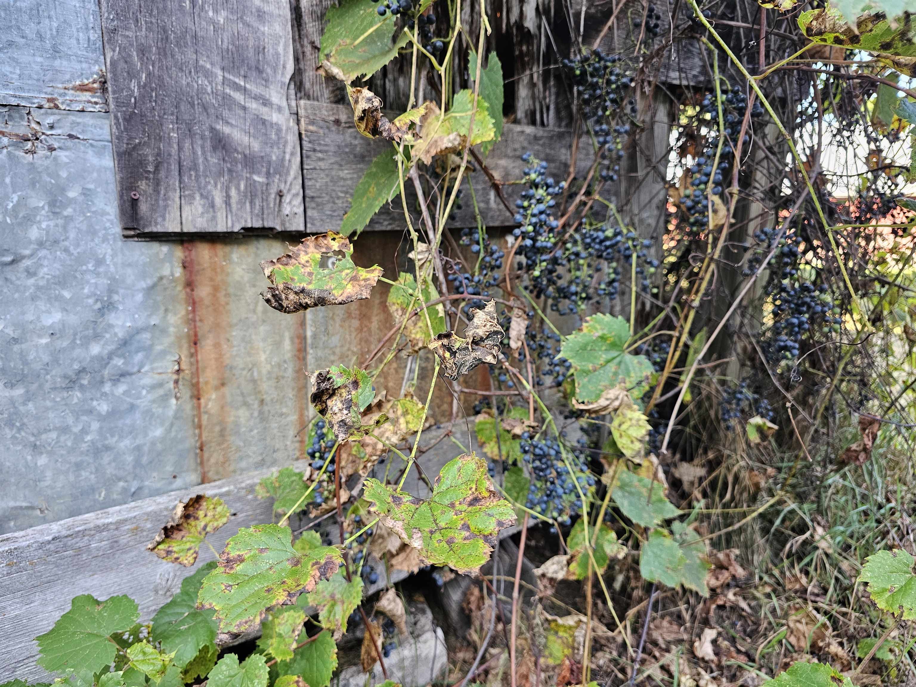 N459 County Rd U Weyauwega, WI 54983 - Photo 54 of 60