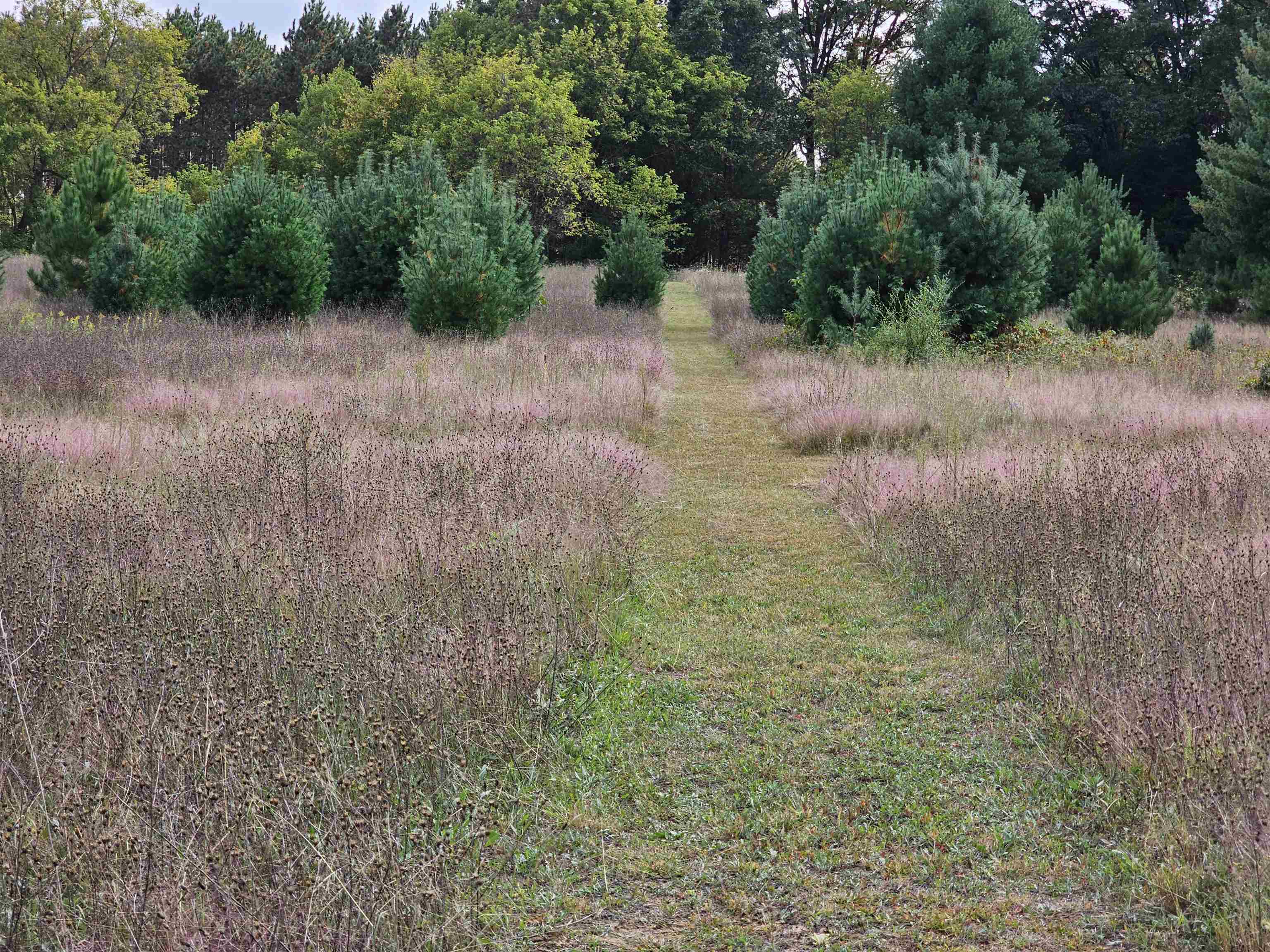 N459 County Rd U Weyauwega, WI 54983 - Photo 58 of 60