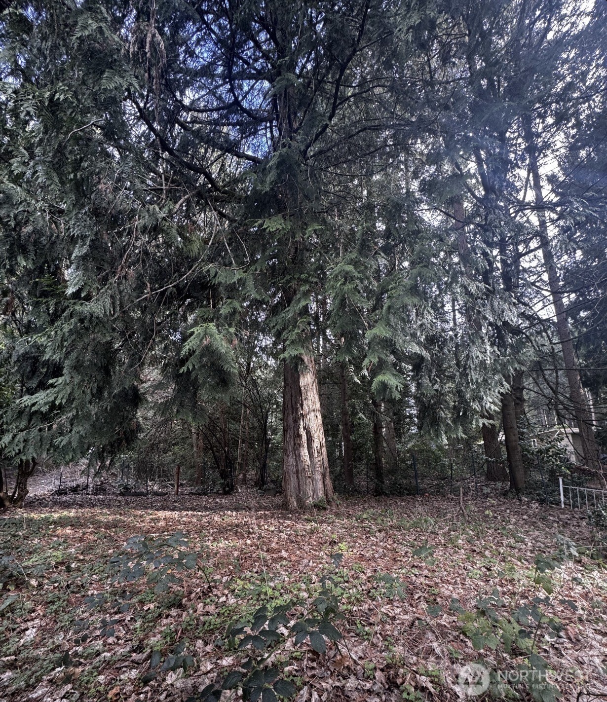 20501 31st Drive Southeast Bothell, WA 98012 - Photo 11 of 11 a backyard of a house with lots of green space