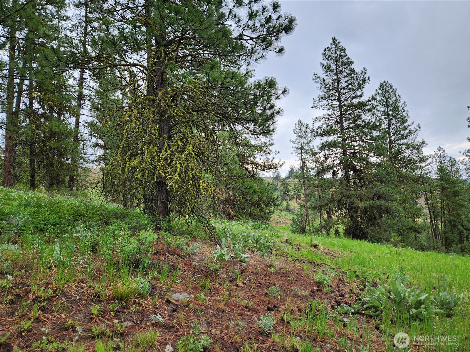 74-75 Gold Mt Road Republic, WA 99166 - Photo 17 of 25 a view of a yard with a tree