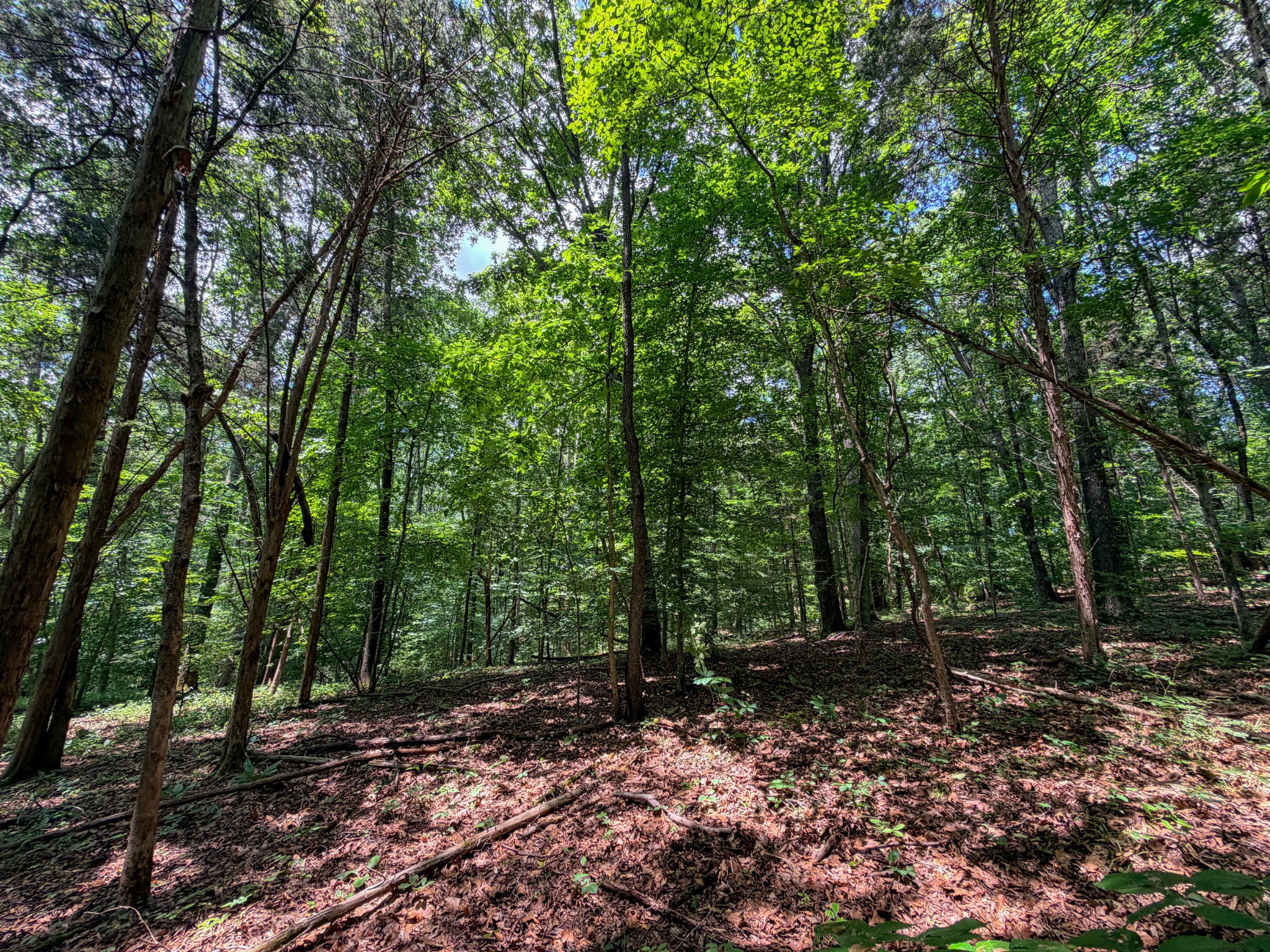1 Budds Creek Road Palmyra, TN 37142 - Photo 69 of 76