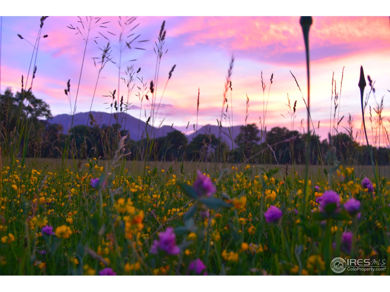 1498 Marshall Road Boulder, CO 80305 - Photo 9 of 40 a view of a flower in a yard