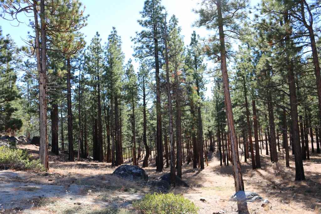 S18 Long Valley Road Loyalton, CA 96118 - Photo 22 of 26 a view of outdoor space with trees