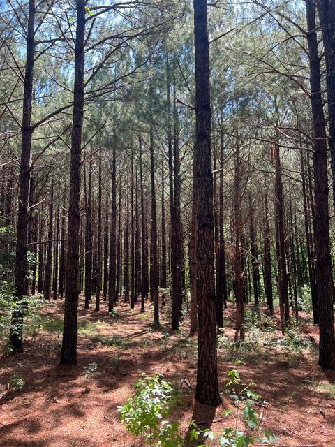 3199 Dozier Road Appling, GA 30802 - Photo 9 of 10 image3 (14)