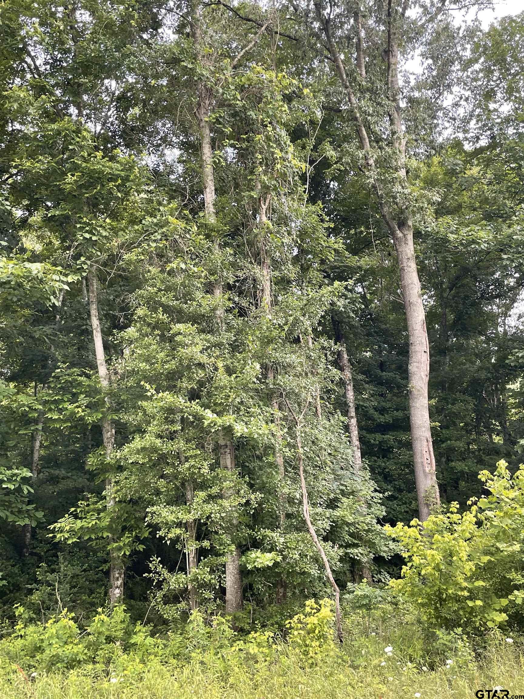 1645 St Timpson Tx 75975 Timpson, TX 75975 - Photo 13 of 14 a view of a plants