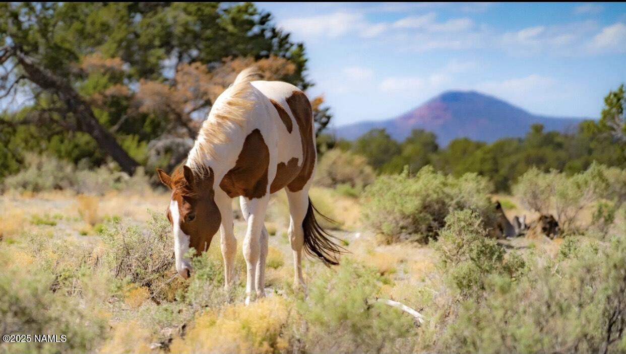 938 North Spruce Road Williams, AZ 86046 - Photo 8 of 10 a view of roof