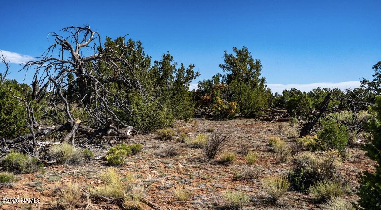 938 North Spruce Road Williams, AZ 86046 - Photo 9 of 10 a view of a yard with a tree