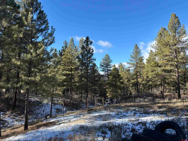 a view of a forest filled with trees