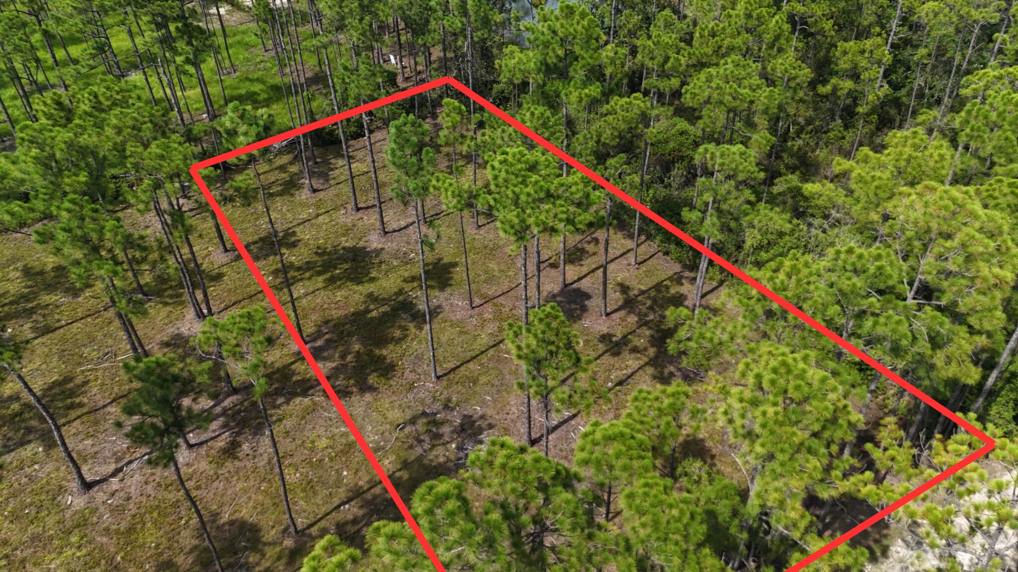 a picture of a tree in a yard