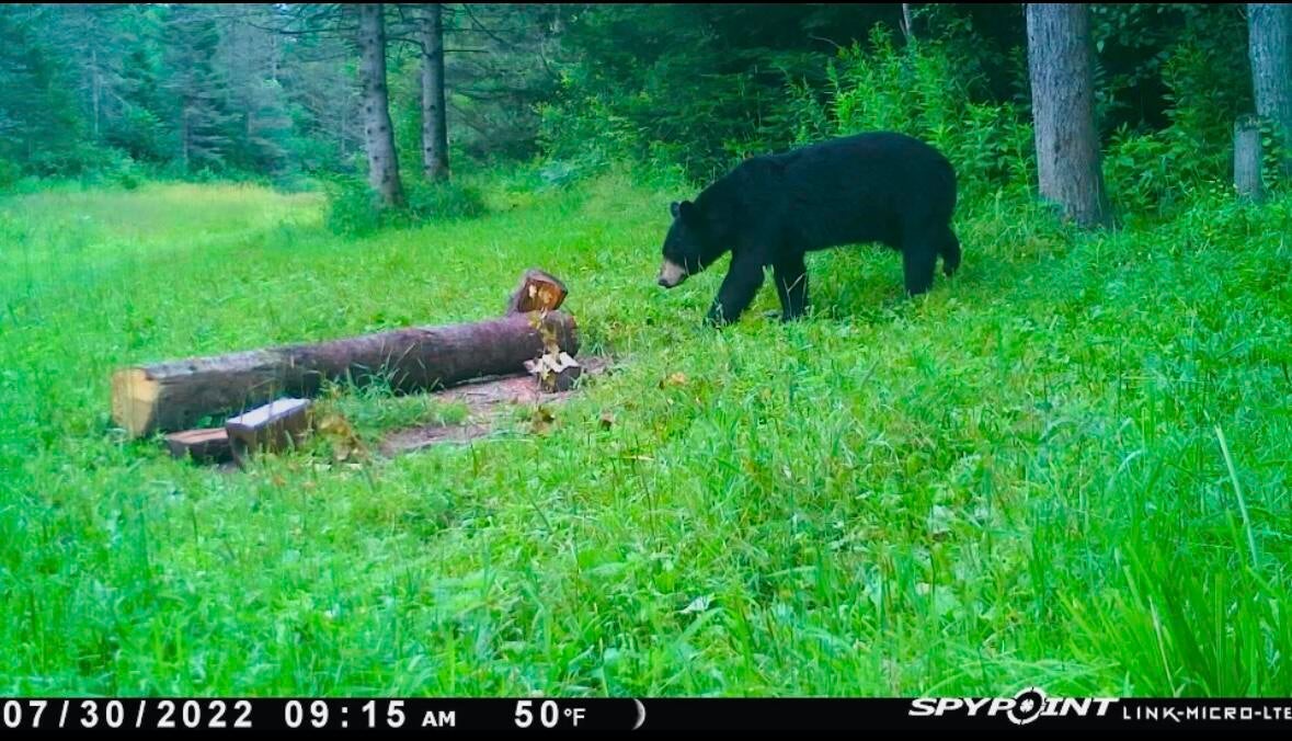 0 South Ojala Road Brimley, MI 49715 - Photo 14 of 48 Gallery Image 14