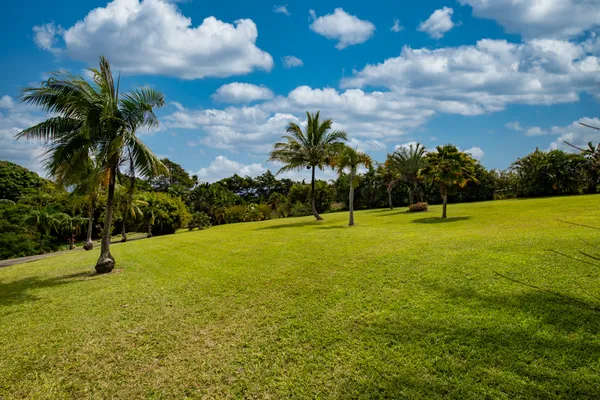 a view of a field with palm trees