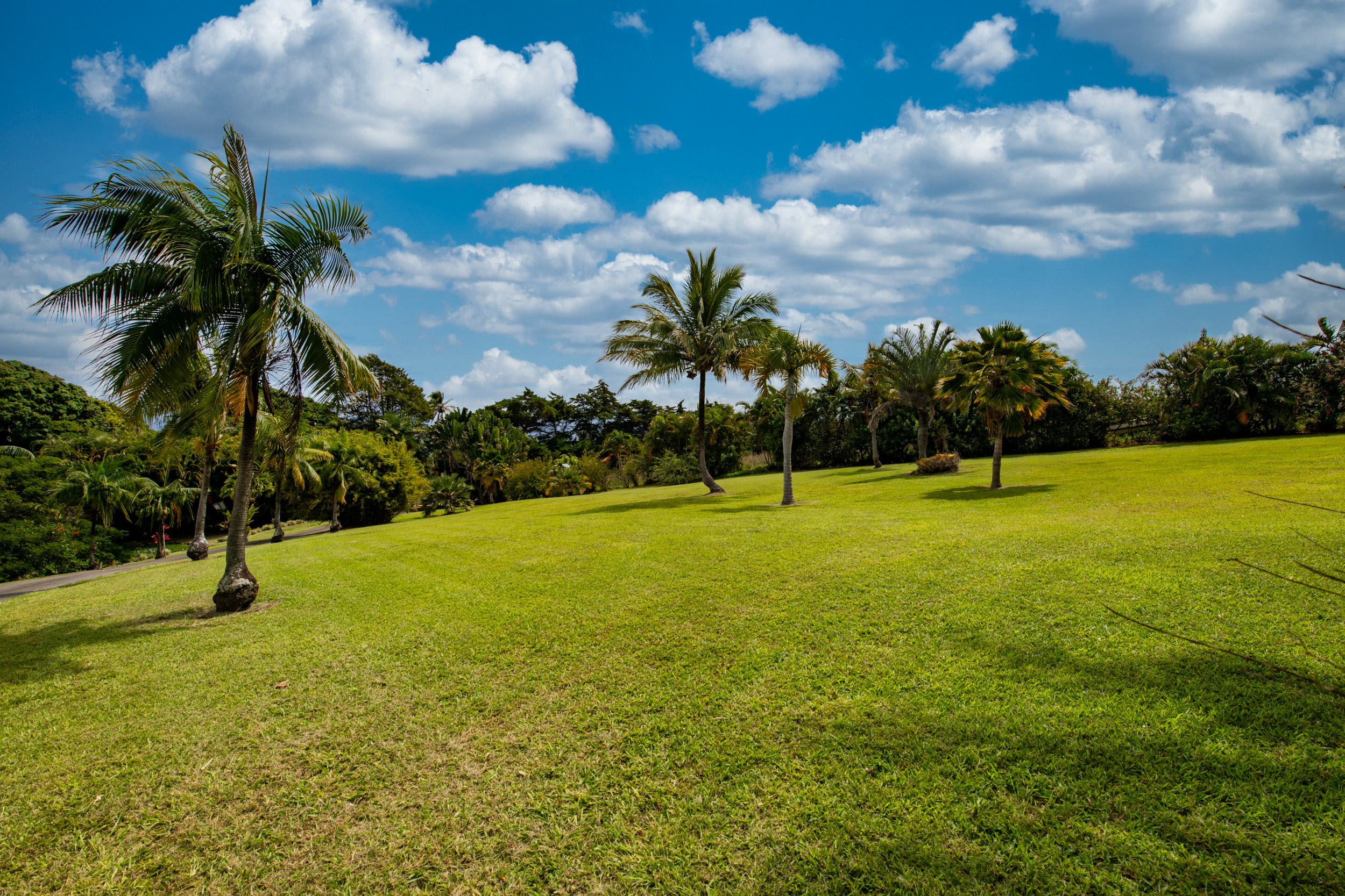 44-2325 Middle Road Honokaa, HI 96727 - Photo 27 of 29 a view of a field with palm trees