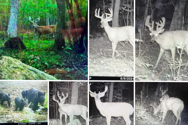 $775,000 | W9110 Wildwood Road, Willard, WI 54493