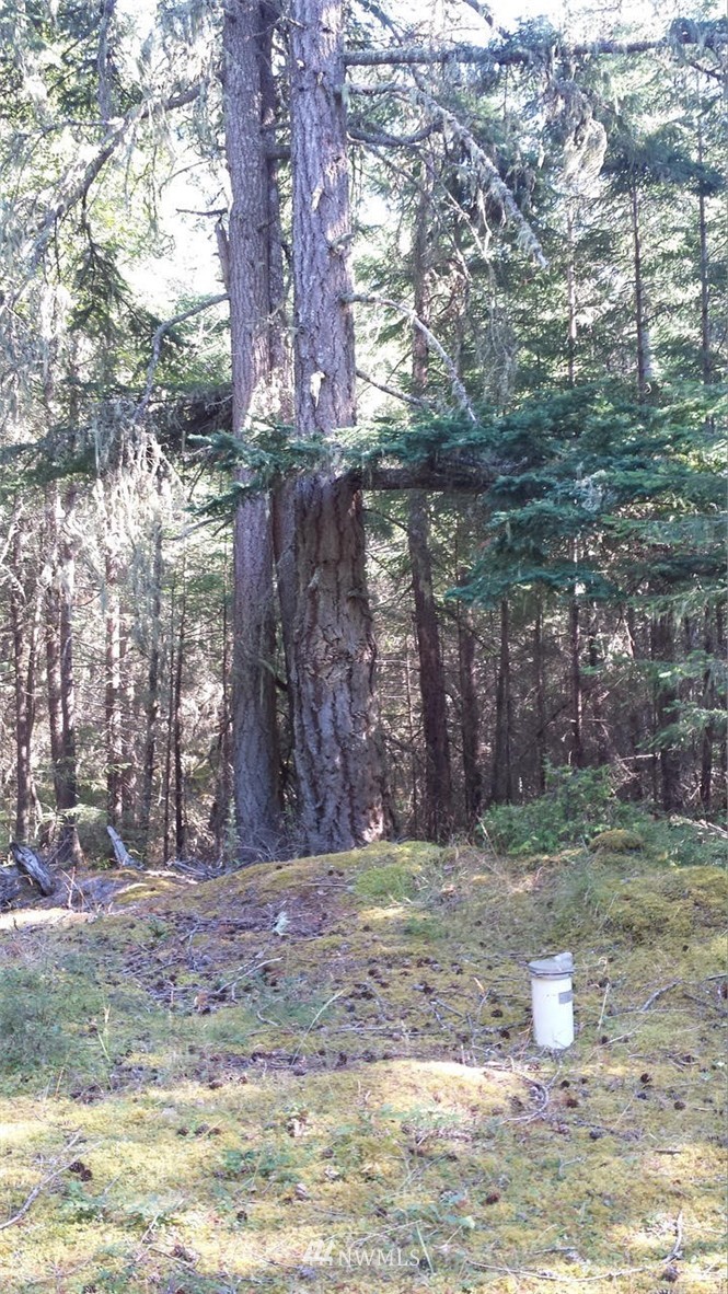 130 Fern Ridge Road Orcas Island, WA 98245 - Photo 10 of 13 Gallery Image 10
