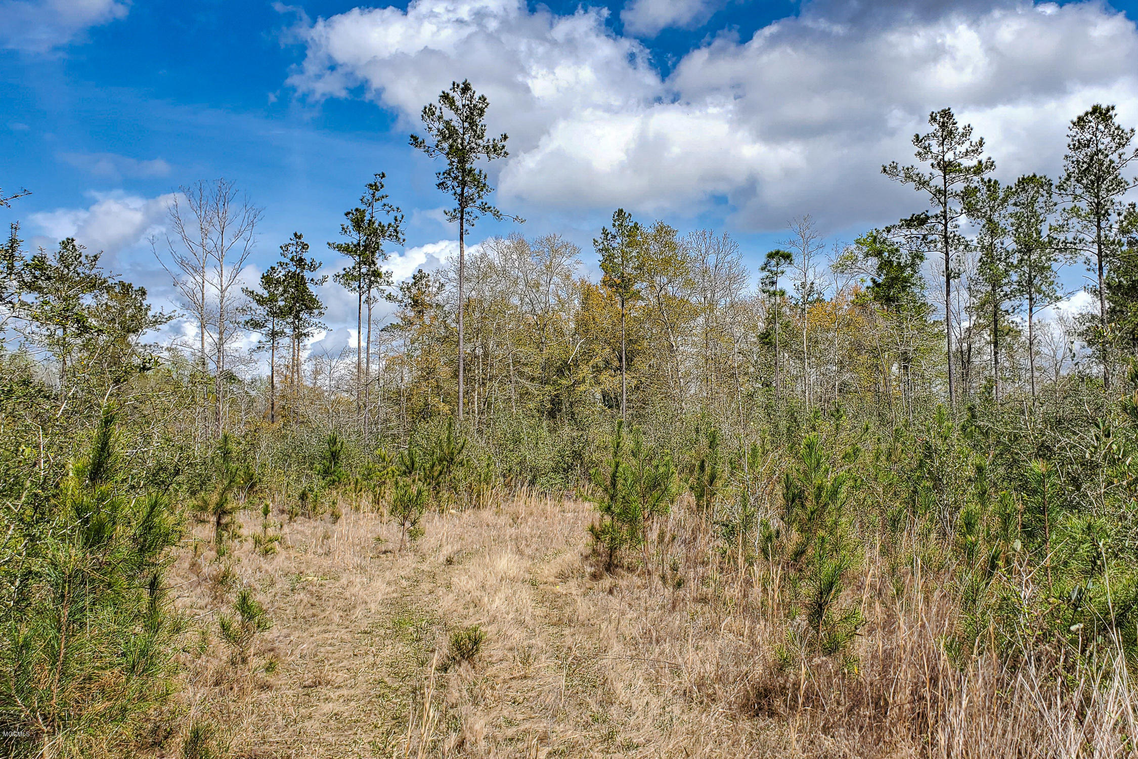 80-ac Steve Williams Road Lucedale, MS 39452 - Photo 24 of 56 6 (9)
