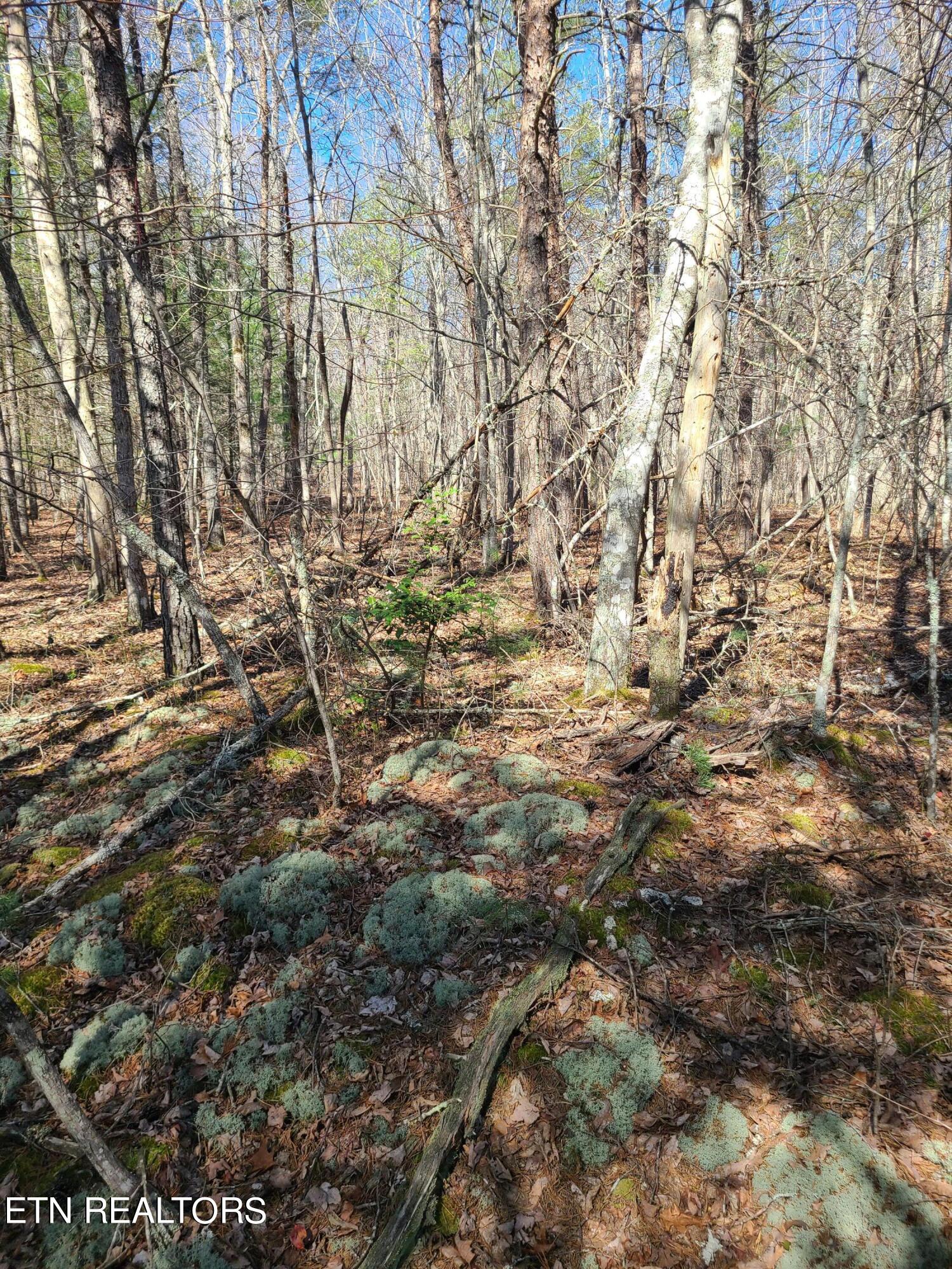 616 Coon Hollow Road Sunbright, TN 37872 - Photo 3 of 24 20240329_152644