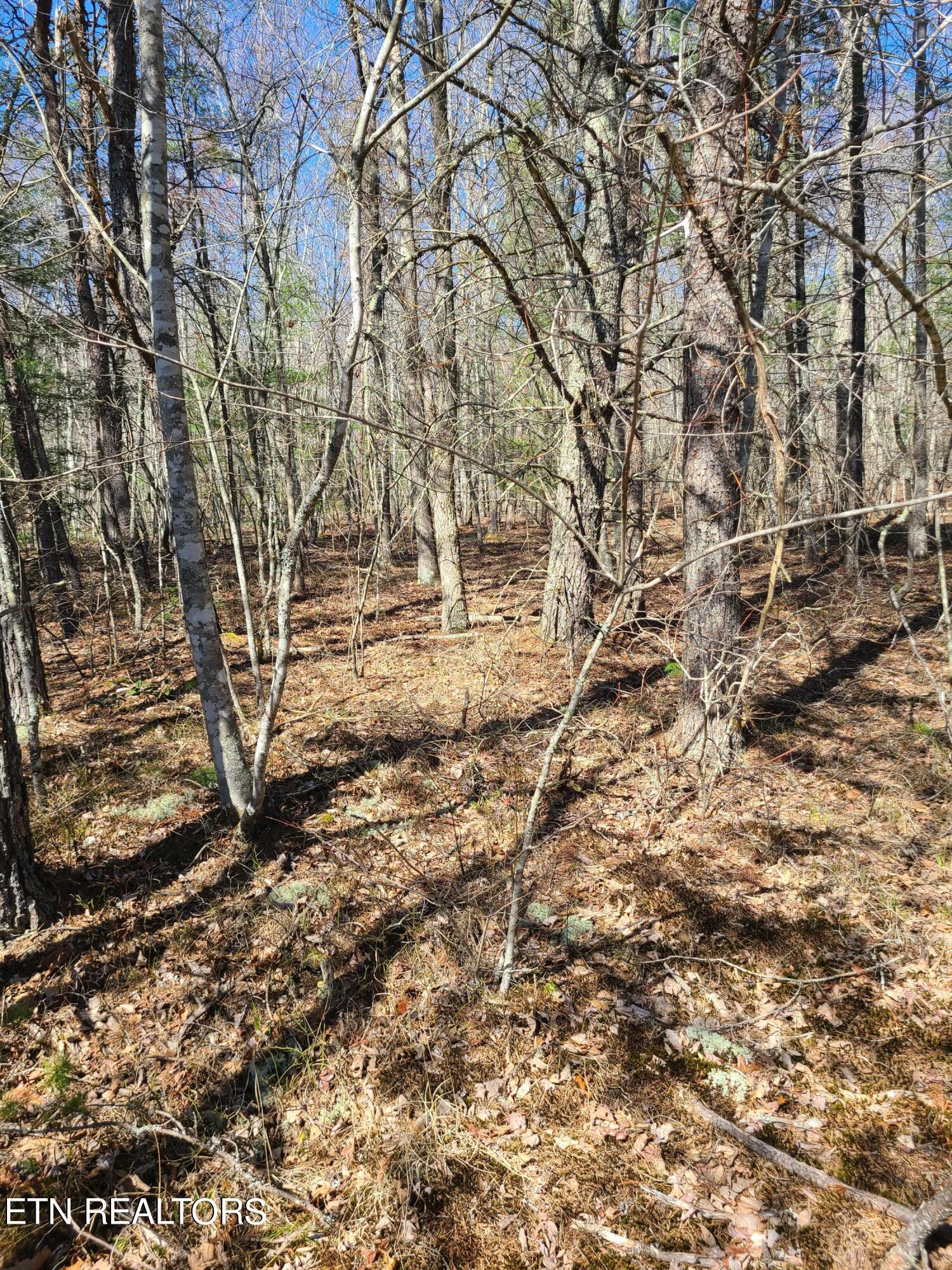 616 Coon Hollow Road Sunbright, TN 37872 - Photo 5 of 24 20240329_152420
