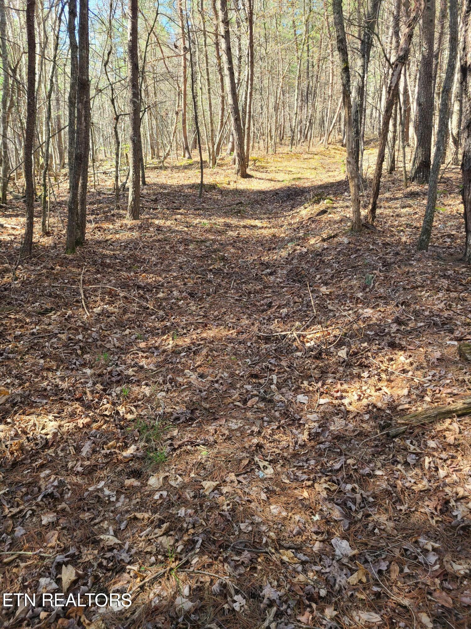 616 Coon Hollow Road Sunbright, TN 37872 - Photo 10 of 24 20240329_151938