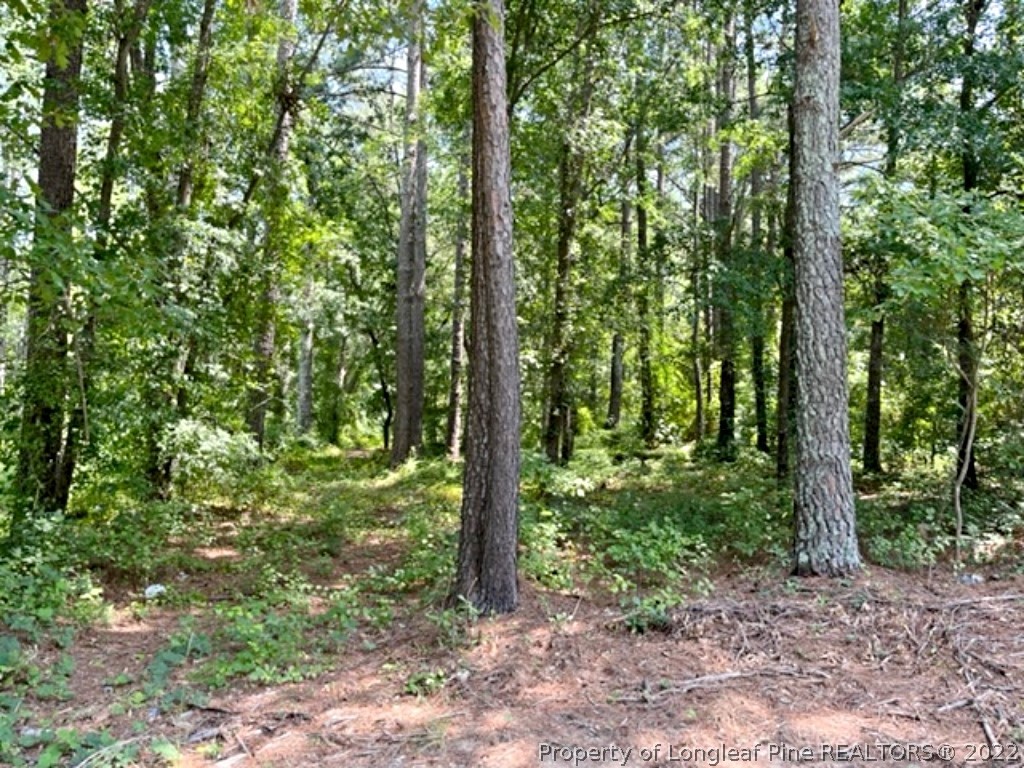 Lot 3 Key Road Sanford, NC 27332 - Photo 3 of 8 a view of a forest that has large trees