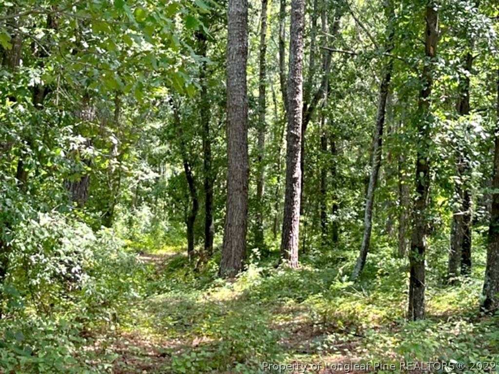 Lot 3 Key Road Sanford, NC 27332 - Photo 4 of 8 a view of a lush green forest