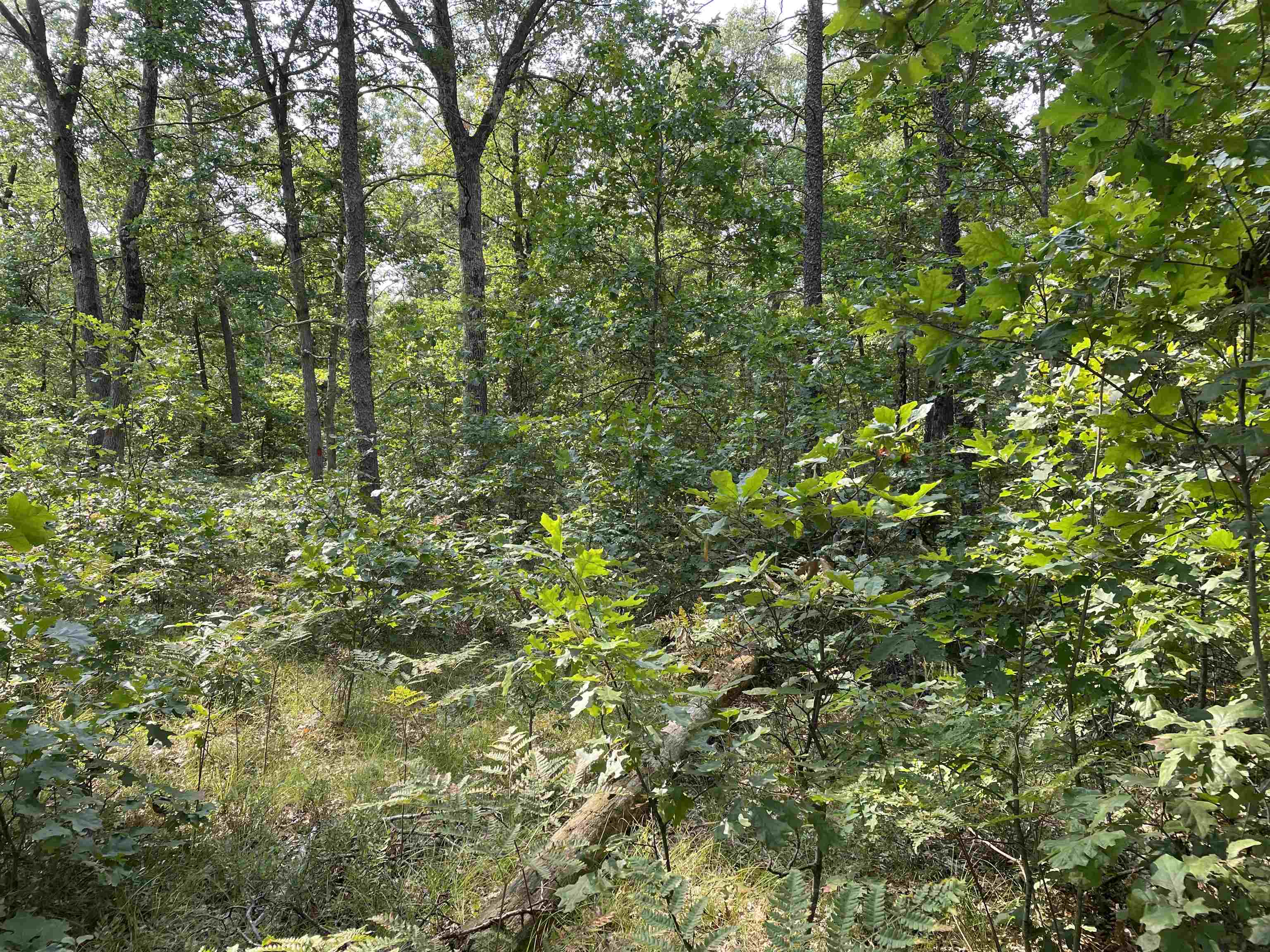 0 Koenig Road, Unit FREESOIL TOWNSHIP Free Soil, MI 49411 - Photo 9 of 11