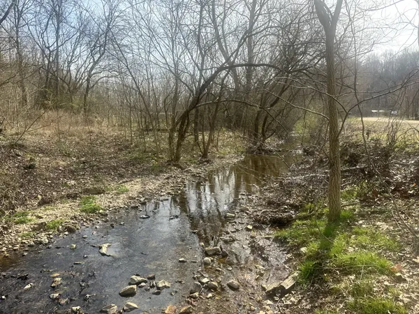 a view of a yard with trees