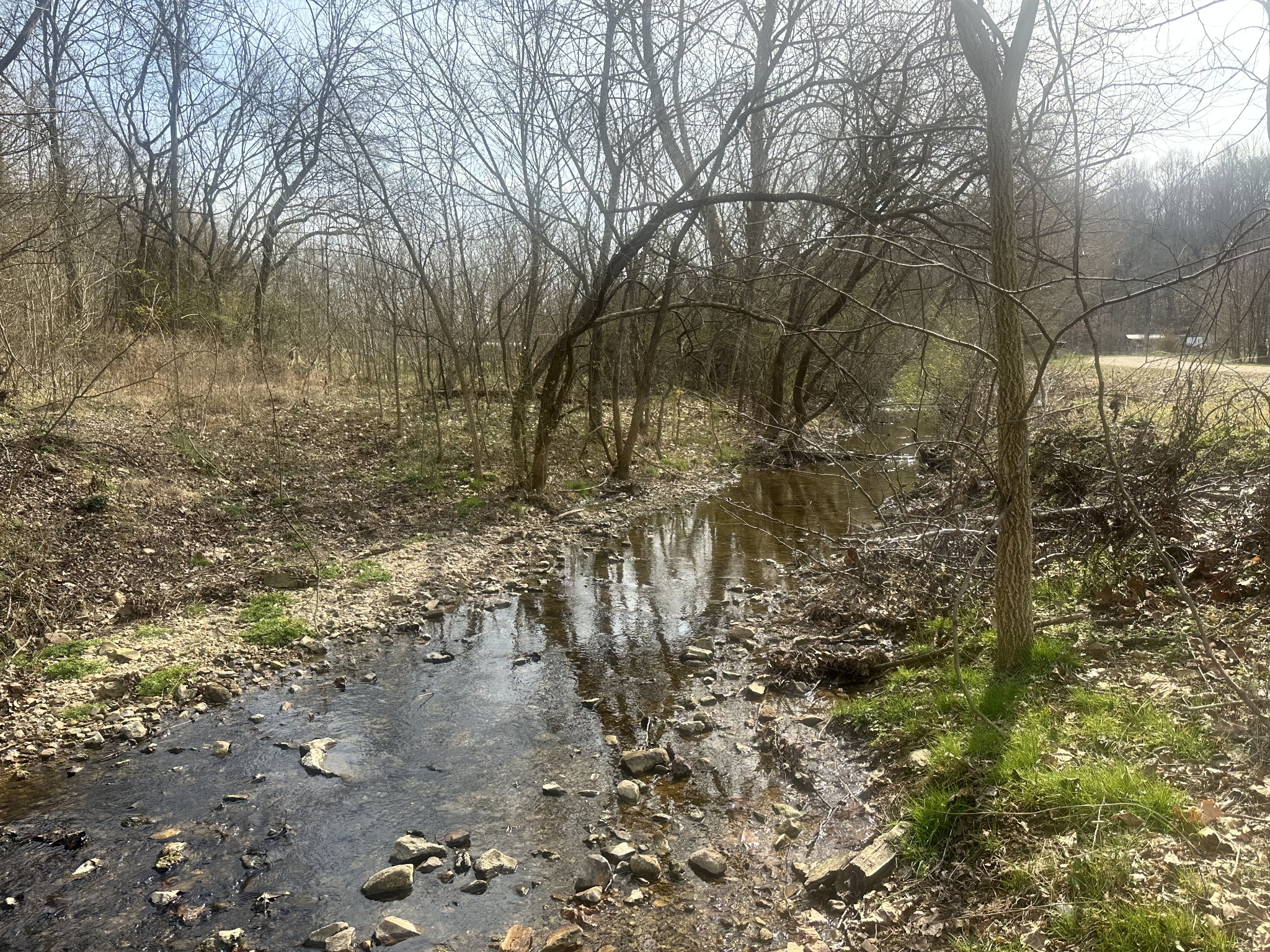 a view of a yard with trees