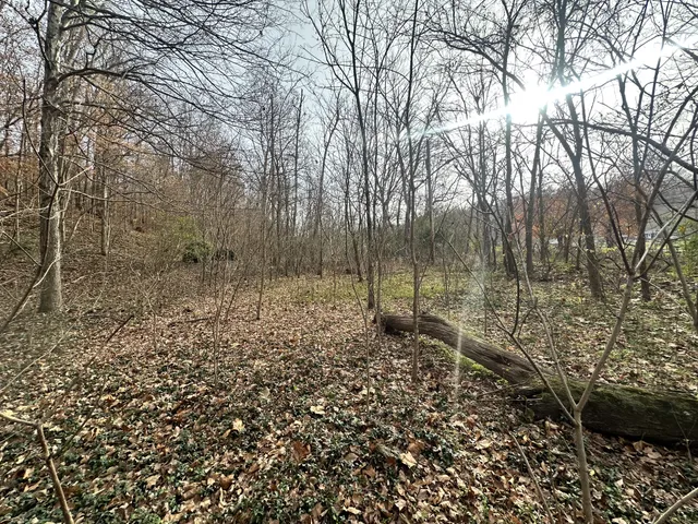a view of a yard with large trees