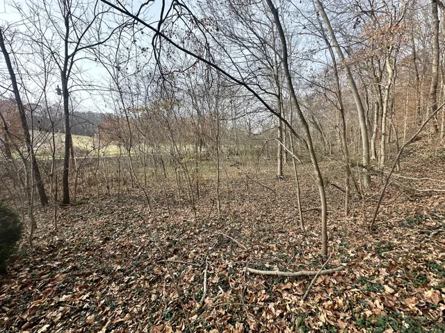 a view of a yard with large trees