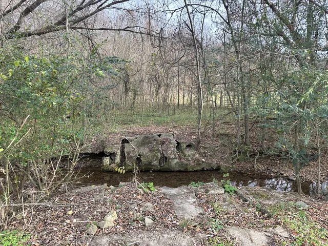 a view of a yard with large trees