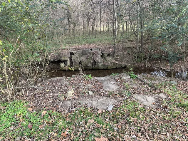 a view of a forest with trees in the background