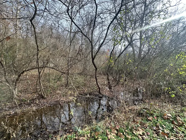 a view of a yard with a tree