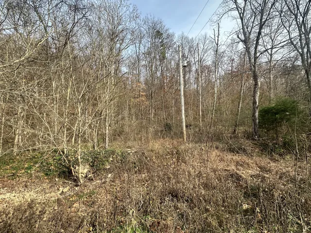 a view of a forest with trees in the background