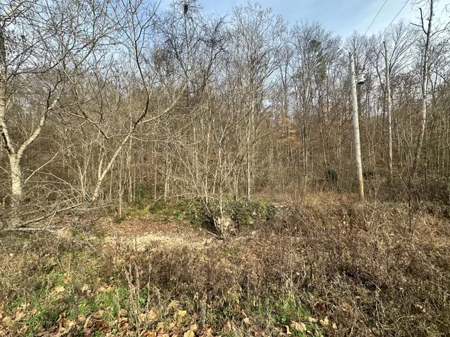 a view of a yard with trees in front of it