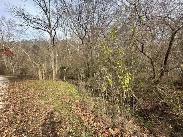 a view of a yard with trees