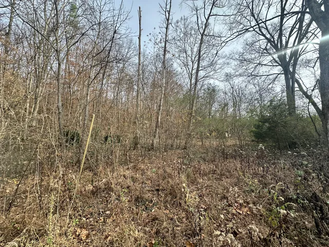 a view of a yard with large trees