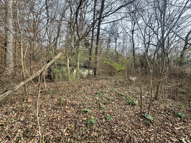 a view of a yard with large trees
