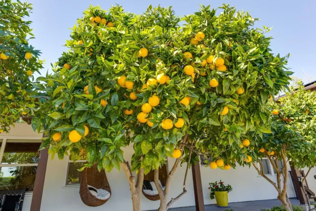 $4,995,000 | 554-556 Stratford Drive, Encinitas, CA 92024