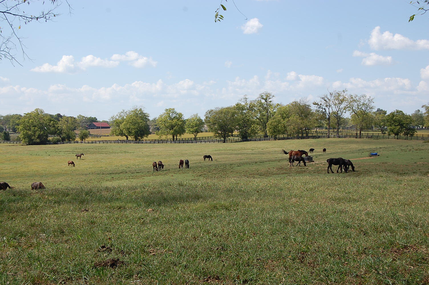 990 Clay Kiser Road Paris, KY 40361 - Photo 1 of 30 DSC_0540