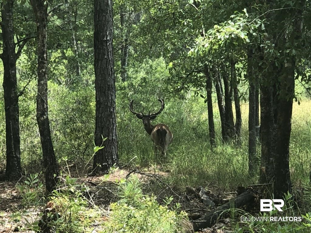 0 Bud Odom Road Deer Park, AL 36529 - Photo 15 of 50